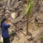 Sawit di Lahan Bekas Karhutla Dharmasraya Harus Ditindak. (Foto: Dok. Langgam.id)